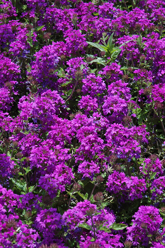Homestead Purple Verbena (Verbena 'Homestead Purple') at Walton's Garden Center