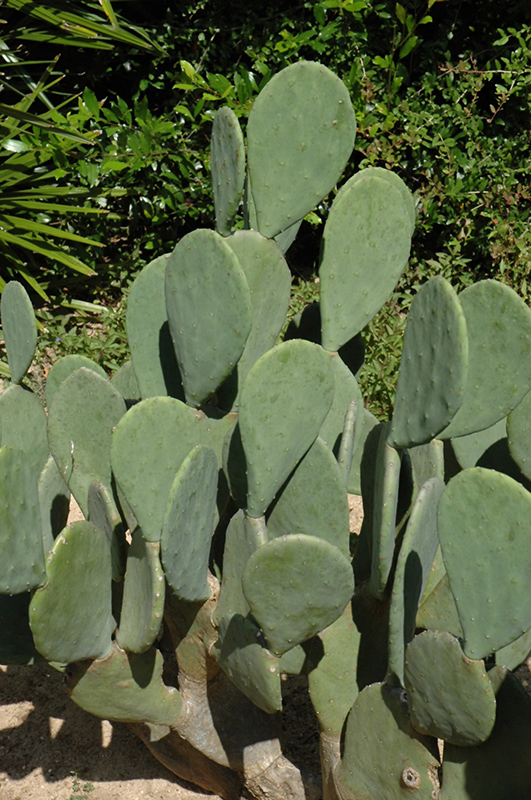 Ellisiana Spineless Prickly Pear Cactus (Opuntia cacanapa 'Ellisiana') at Walton's Garden Center