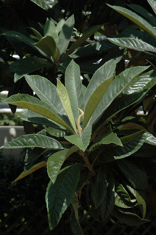 Loquat (Eriobotrya japonica) at Walton's Garden Center