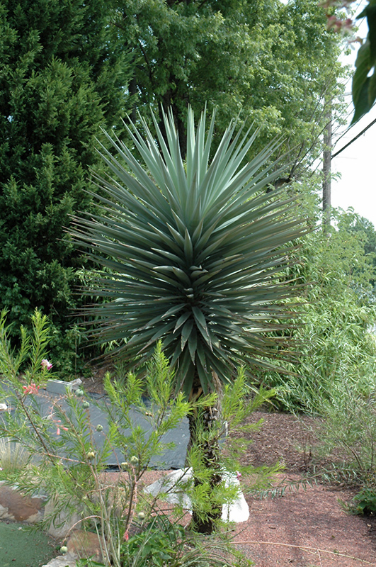 Spanish Bayonet (tree form) (Yucca aloifolia (tree form)) at Walton's Garden Center