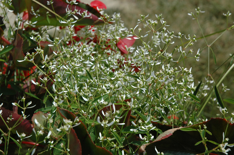 Glitz Euphorbia (Euphorbia graminea 'Glitz') at Walton's Garden Center