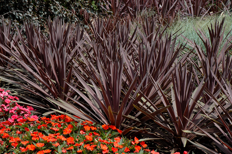 Red Sensation Grass Palm (Cordyline australis 'Red Sensation') at Walton's Garden Center