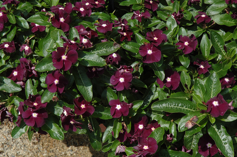 Jams 'N Jellies Blackberry Vinca (Catharanthus roseus 'PAS926830') at Walton's Garden Center