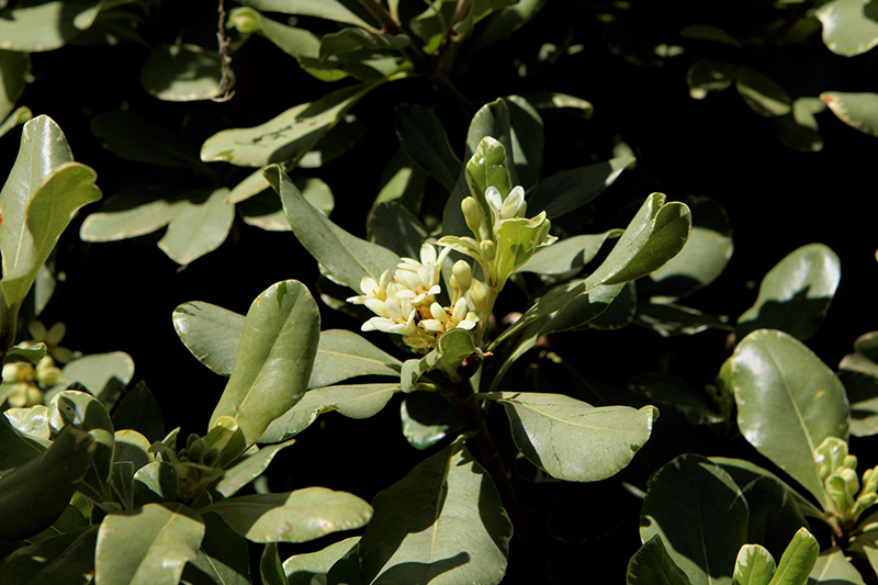 Indian Hawthorn (Rhaphiolepis indica) at Walton's Garden Center