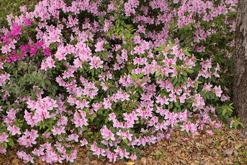 George Lindley Taber Azalea (Rhododendron 'George Lindley Taber') at Walton's Garden Center