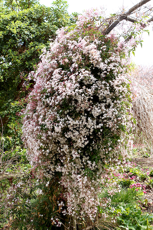 Climbing Jasmine (Jasminum polyanthum) at Walton's Garden Center