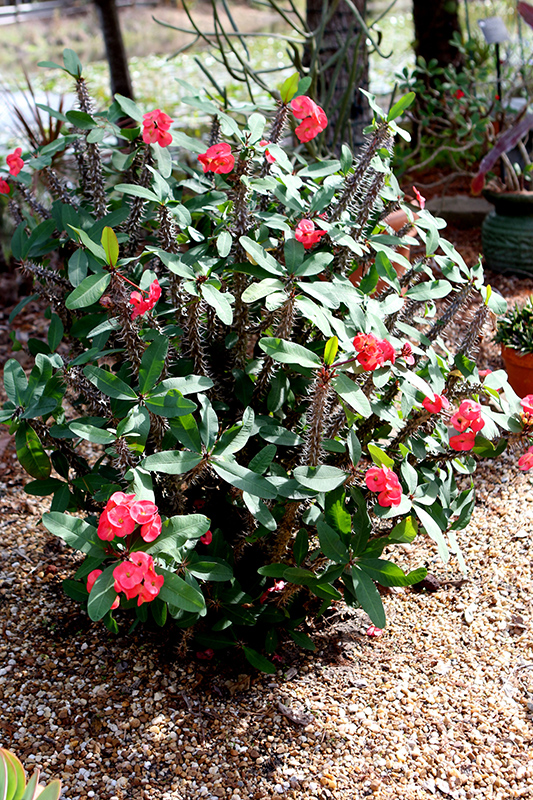 Crown Of Thorns (Euphorbia milii) at Walton's Garden Center