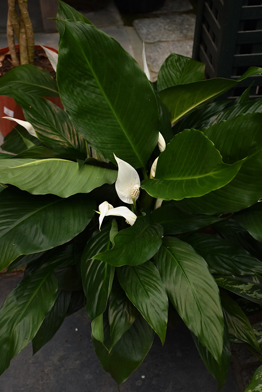 Peace Lily (Spathiphyllum wallisii) at Walton's Garden Center