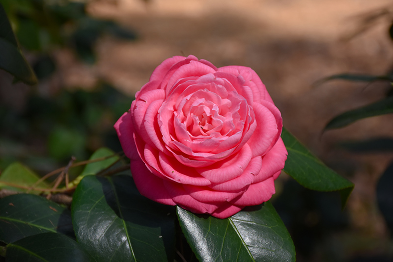 Japanese Camellia (Camellia japonica) at Walton's Garden Center