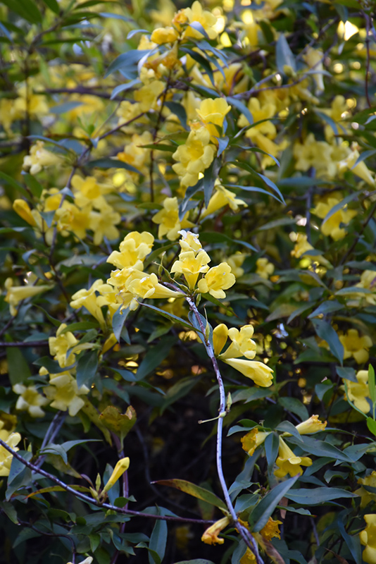 Carolina Yellow Jessamine (Gelsemium sempervirens) at Walton's Garden Center