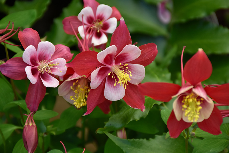 Origami Red and White Columbine (Aquilegia 'Origami Red and White') at Walton's Garden Center