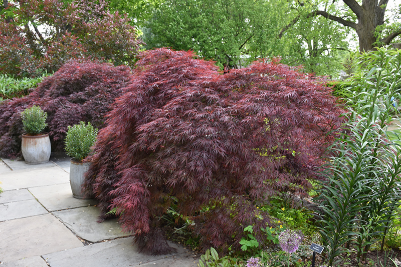 Crimson Queen Japanese Maple (Acer palmatum 'Crimson Queen') at Walton's Garden Center