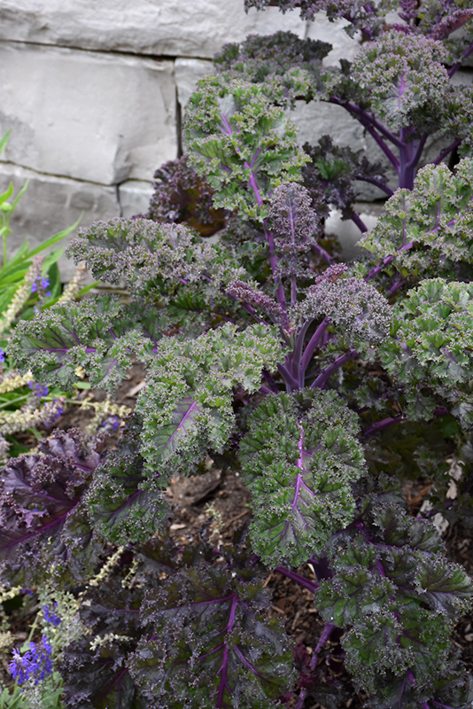 Redbor Kale (Brassica oleracea var. acephala 'Redbor') at Walton's Garden Center