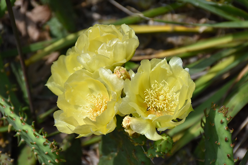 Prickly Pear Cactus (Opuntia humifusa) at Walton's Garden Center