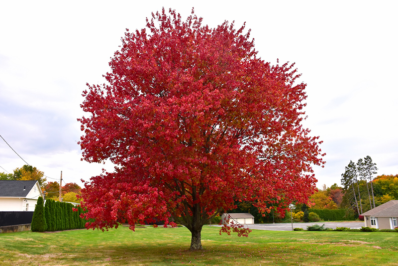 Red Maple (Acer rubrum) at Walton's Garden Center