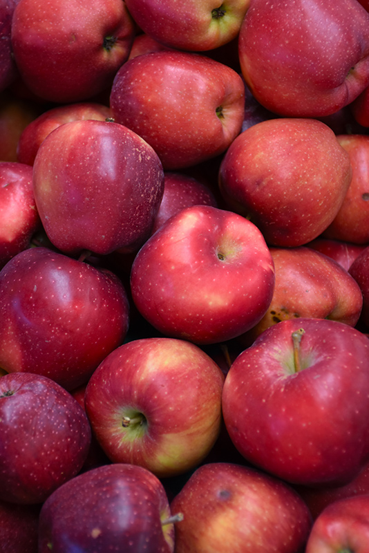 Red Delicious Apple (Malus 'Red Delicious') at Walton's Garden Center