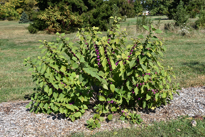 American Beautyberry (Callicarpa americana) at Walton's Garden Center