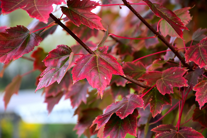 Brandywine Red Maple (Acer rubrum 'Brandywine') at Walton's Garden Center