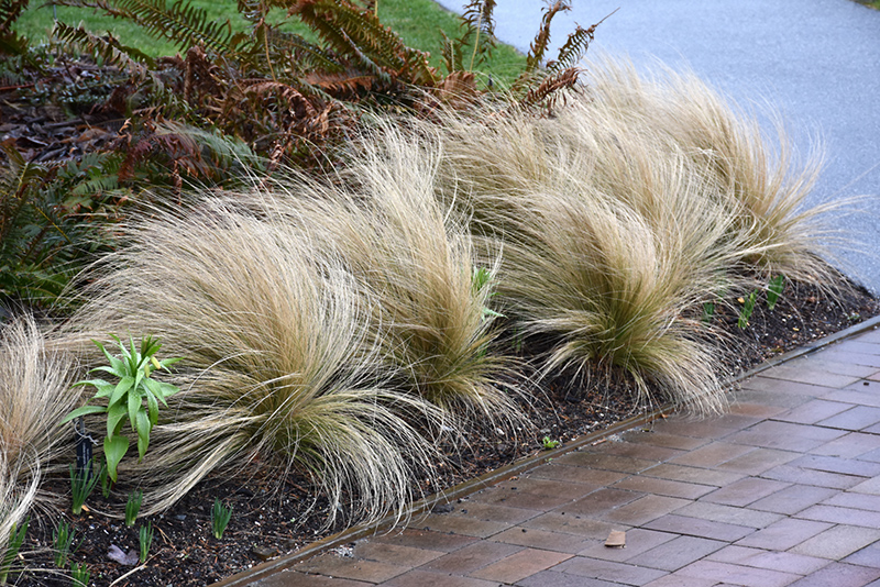 Mexican Feather Grass (Nassella tenuissima) at Walton's Garden Center