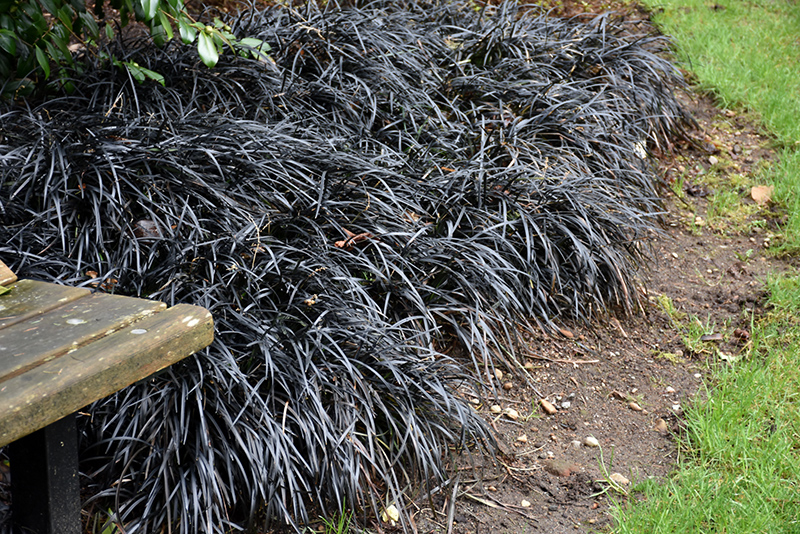 Black Mondo Grass (Ophiopogon planiscapus 'Nigrescens') at Walton's Garden Center