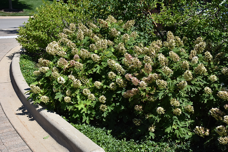 Snow Queen Hydrangea (Hydrangea quercifolia 'Snow Queen') at Walton's Garden Center