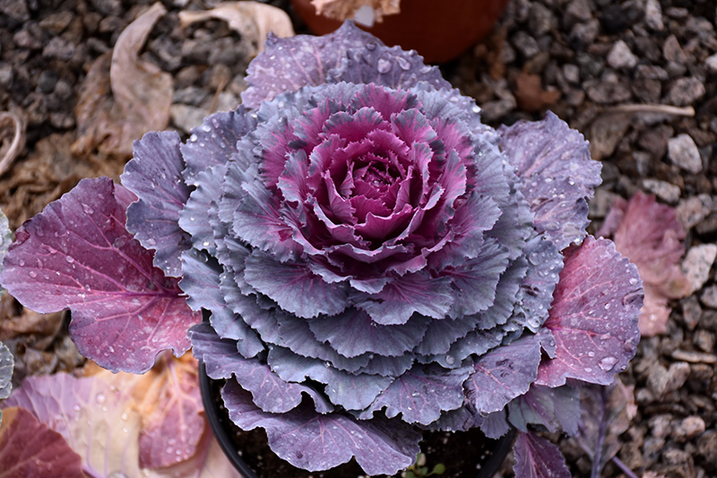 Osaka Purple Ornamental Cabbage (Brassica oleracea 'Osaka Purple') at Walton's Garden Center