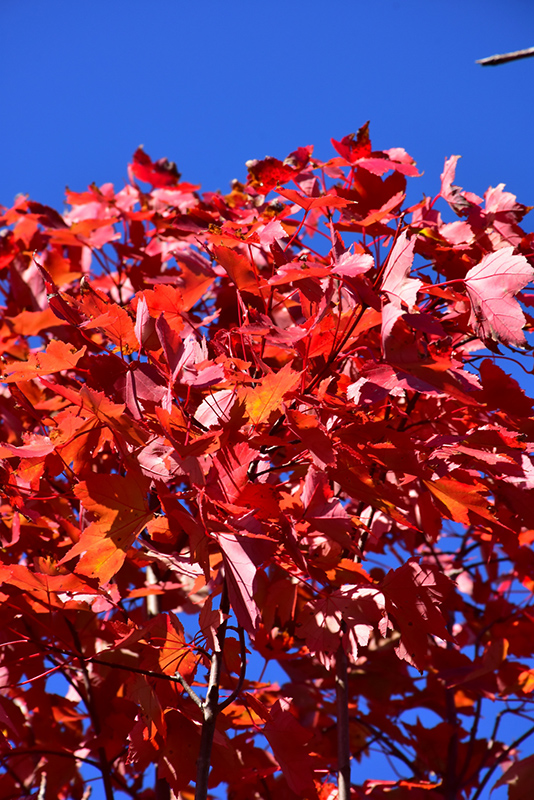 October Glory Red Maple (Acer rubrum 'October Glory') at Walton's Garden Center
