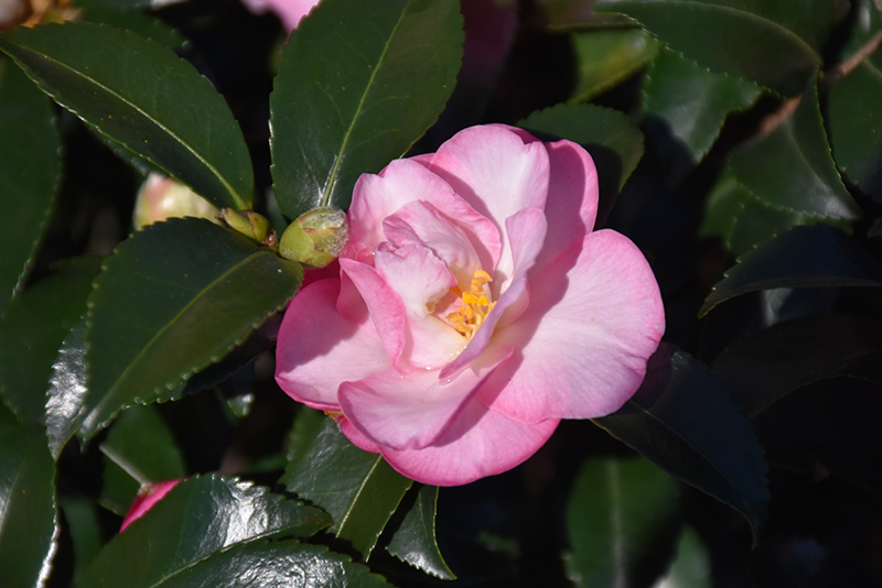 October Magic Orchid Camellia (Camellia sasanqua 'Green 94-035') at Walton's Garden Center