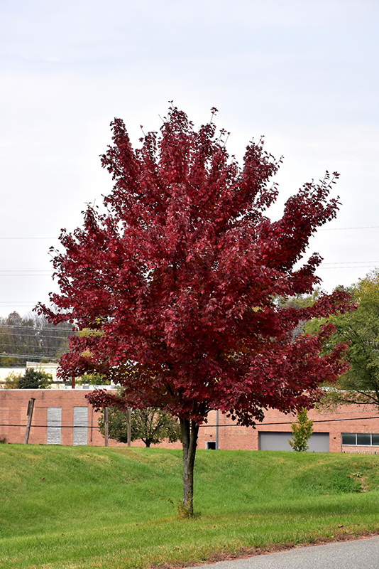 Brandywine Red Maple (Acer rubrum 'Brandywine') at Walton's Garden Center