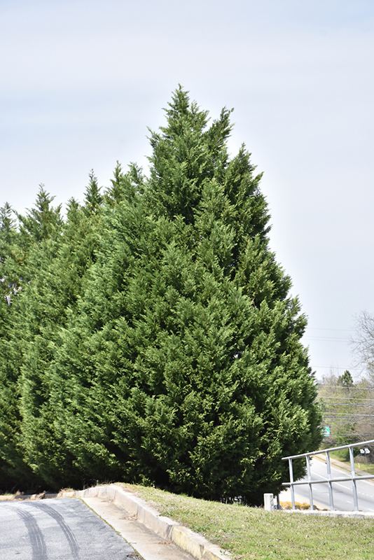 Leyland Cypress (Cupressocyparis x leylandii) at Walton's Garden Center