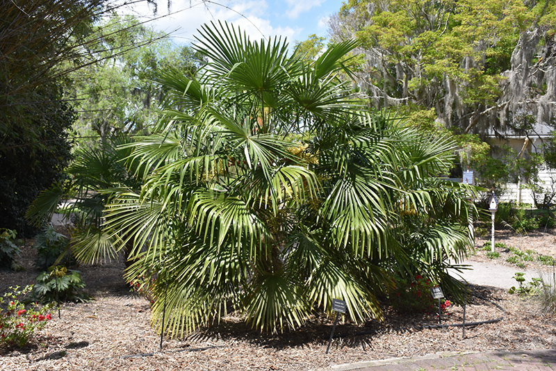 Windmill Palm (Trachycarpus fortunei) at Walton's Garden Center