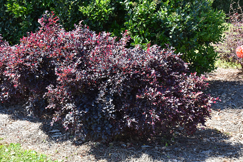 Purple Daydream Fringeflower (Loropetalum chinense 'PPI') at Walton's Garden Center