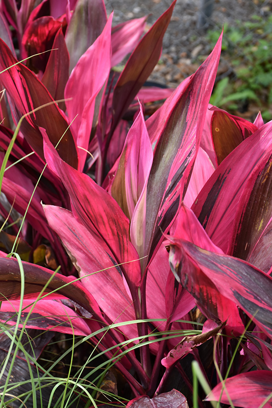 Red Sister Hawaiian Ti Plant (Cordyline fruticosa 'Red Sister') at Walton's Garden Center