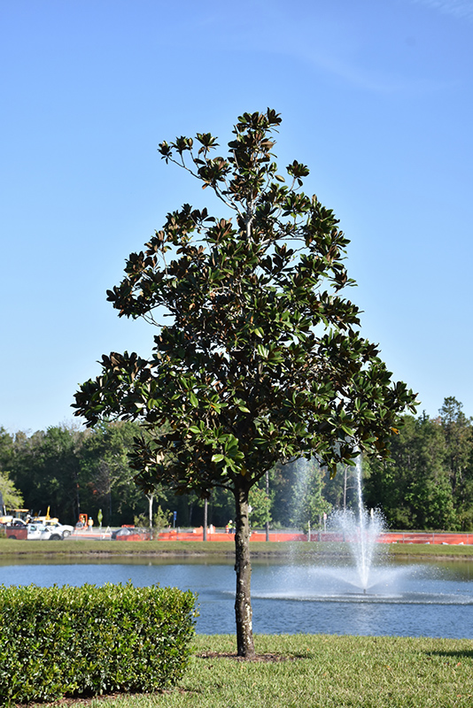 Southern Magnolia (Magnolia grandiflora) at Walton's Garden Center