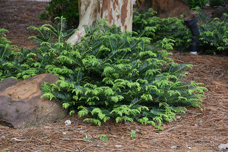 Prostrate Japanese Plum Yew (Cephalotaxus harringtonia 'Prostrata') at Walton's Garden Center