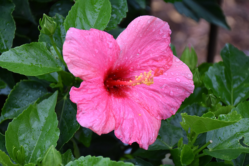 Cayman Wind Hibiscus (Hibiscus rosa-sinensis 'Cayman Wind') at Walton's Garden Center