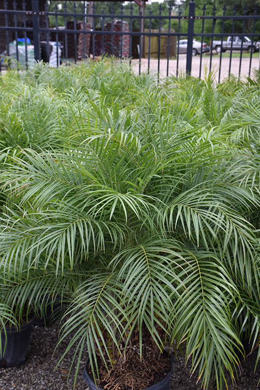 Pygmy Date Palm (Phoenix roebelenii) at Walton's Garden Center