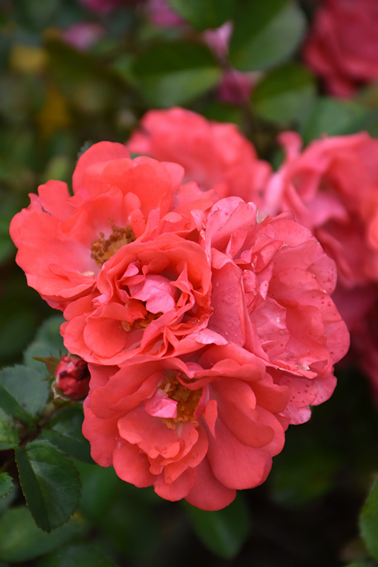 Coral Drift Rose (Rosa 'Meidrifora') at Walton's Garden Center