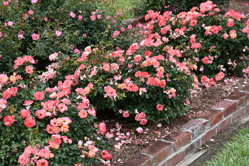 Peach Drift Rose (Rosa 'Meiggili') at Walton's Garden Center