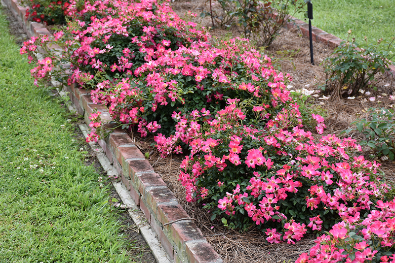 Pink Drift Rose (Rosa 'Meijocos') at Walton's Garden Center