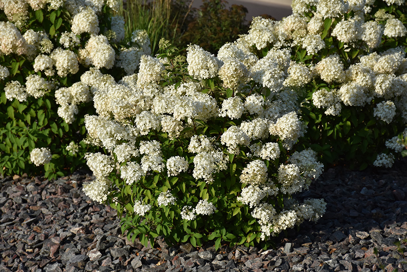 Bobo Hydrangea (Hydrangea paniculata 'ILVOBO') at Walton's Garden Center