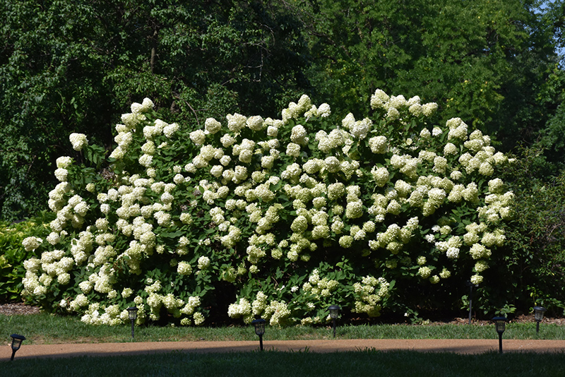 Limelight Hydrangea (Hydrangea paniculata 'Limelight') at Walton's Garden Center