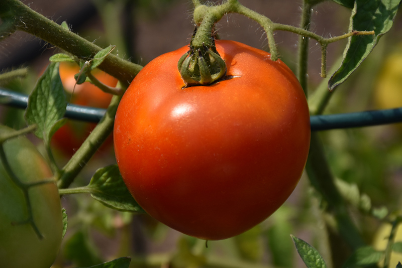Better Boy Tomato (Solanum lycopersicum 'Better Boy') at Walton's Garden Center
