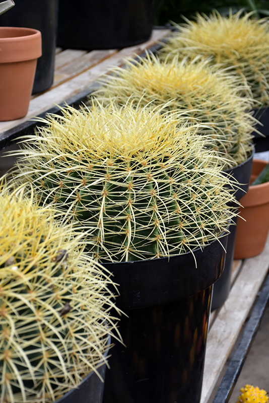 Golden Barrel Cactus (Echinocactus grusonii) at Walton's Garden Center