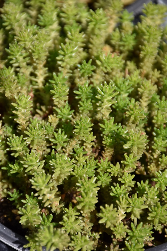Six Row Stonecrop (Sedum sexangulare) at Walton's Garden Center