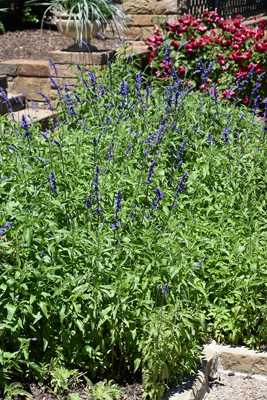 Victoria Blue Salvia (Salvia farinacea 'Victoria Blue') at Walton's Garden Center