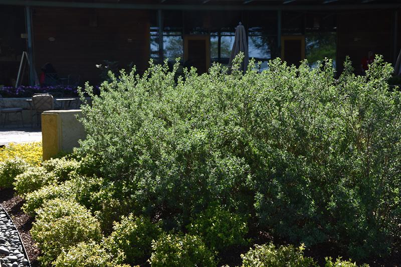Texas Sage (Leucophyllum frutescens) at Walton's Garden Center