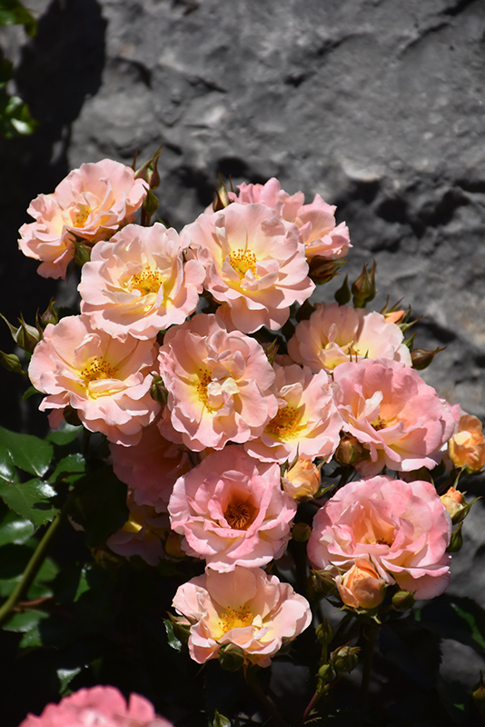 Peach Drift Rose (Rosa 'Meiggili') at Walton's Garden Center
