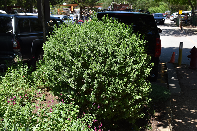 Green Cloud Texas Sage (Leucophyllum frutescens 'Green Cloud') at Walton's Garden Center