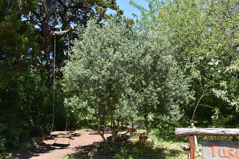 Arbequina European Olive (Olea europaea 'Arbequina') at Walton's Garden Center